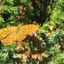 mariposa 12