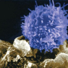t-cell2