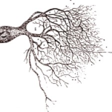 dibujo de cajal neurona de la medula espinal