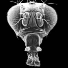 cabeza mosca drosophila
