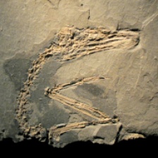Podiceps - Mioceno de Libros, Teruel